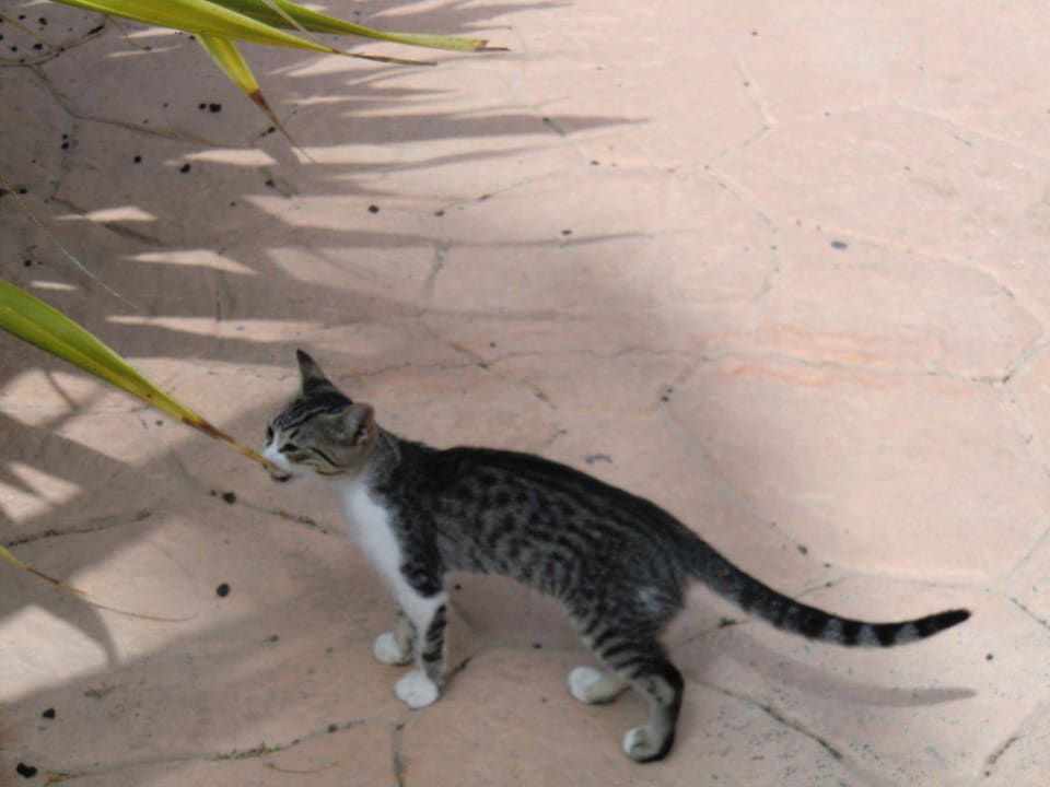  Kätzchen Hotel Royal Suite