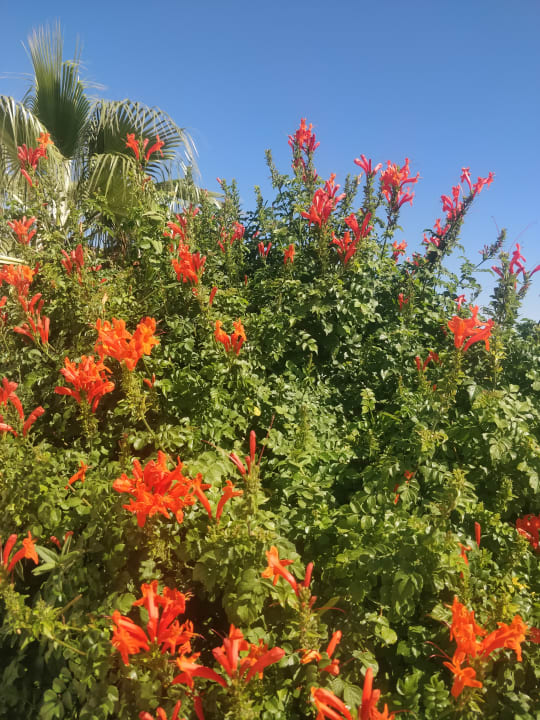 Gartenanlage Irene Palace Beach Resort Club alltoura