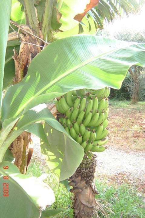 Bananen im Garten allsun Hotel Malia Beach