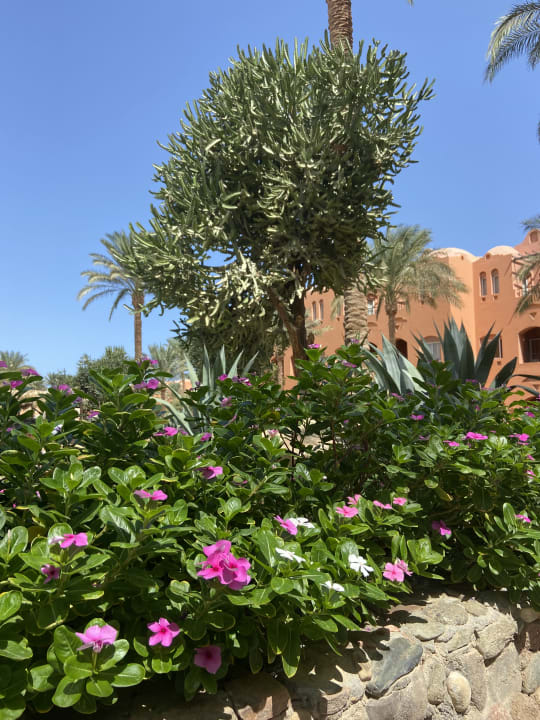 Sonstiges Jaz Makadi Oasis Resort