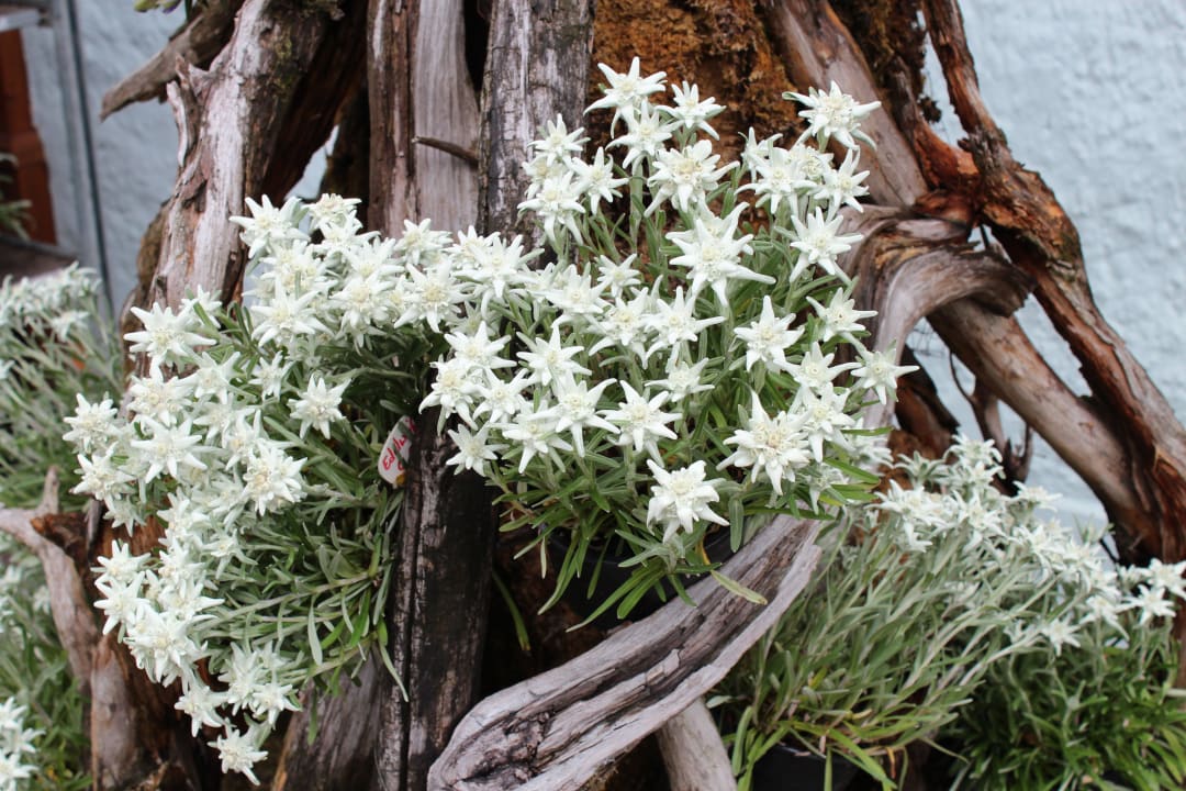 Edelweiß Alm- & Wellnesshotel Alpenhof