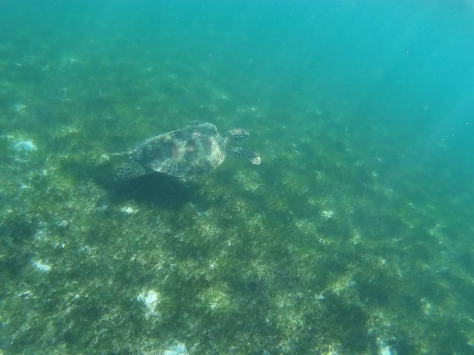 Tauchgang Turtle Kuredu Island Resort & Spa