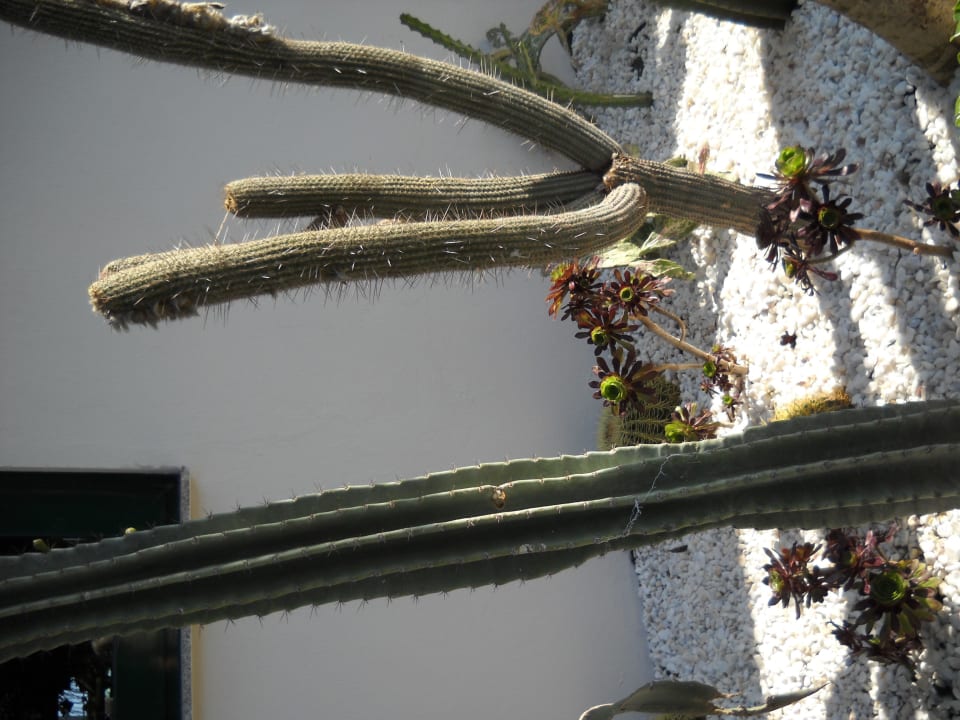 Территория Hotel Delphin Imperial