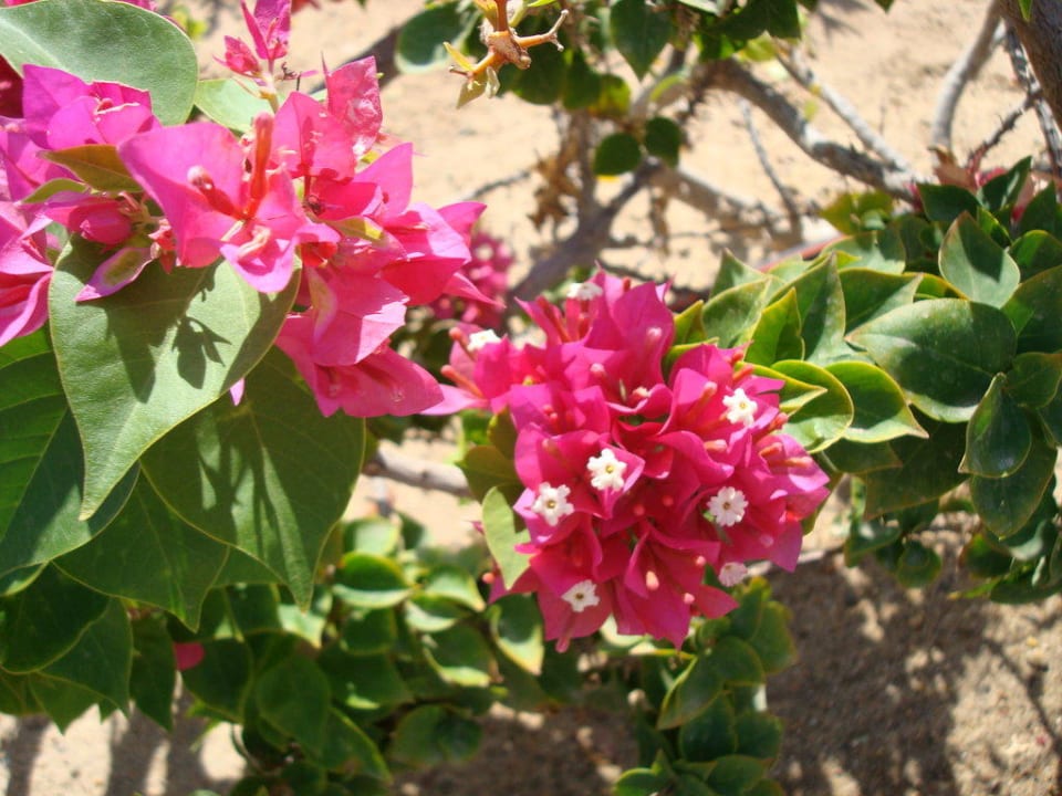 In der Gartenanlage Sentido Akassia Beach