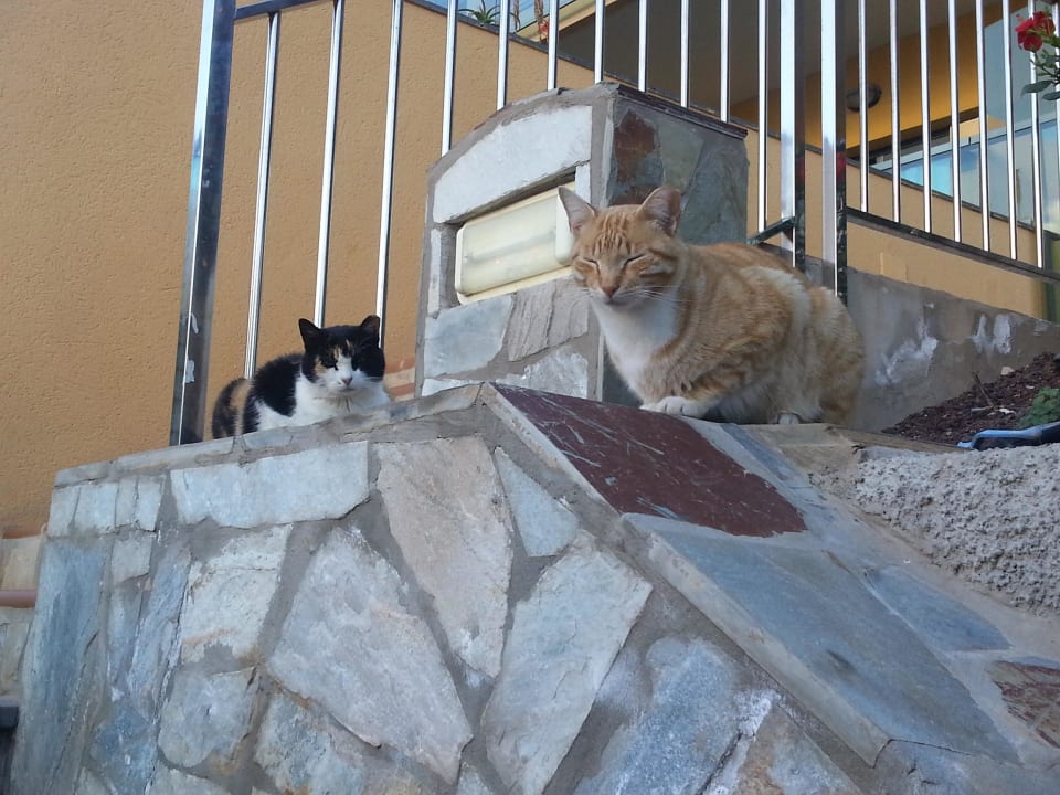 Die lieben Kleinen  SBH Club Paraiso Playa