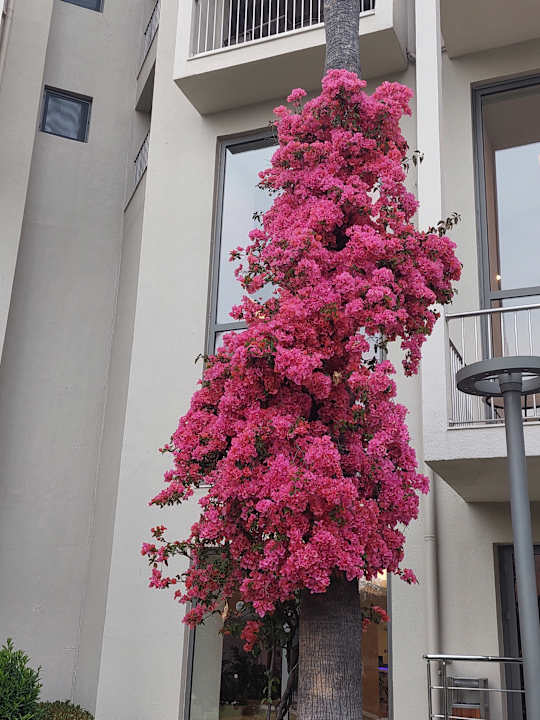 Gartenanlage Arum Barut Collection