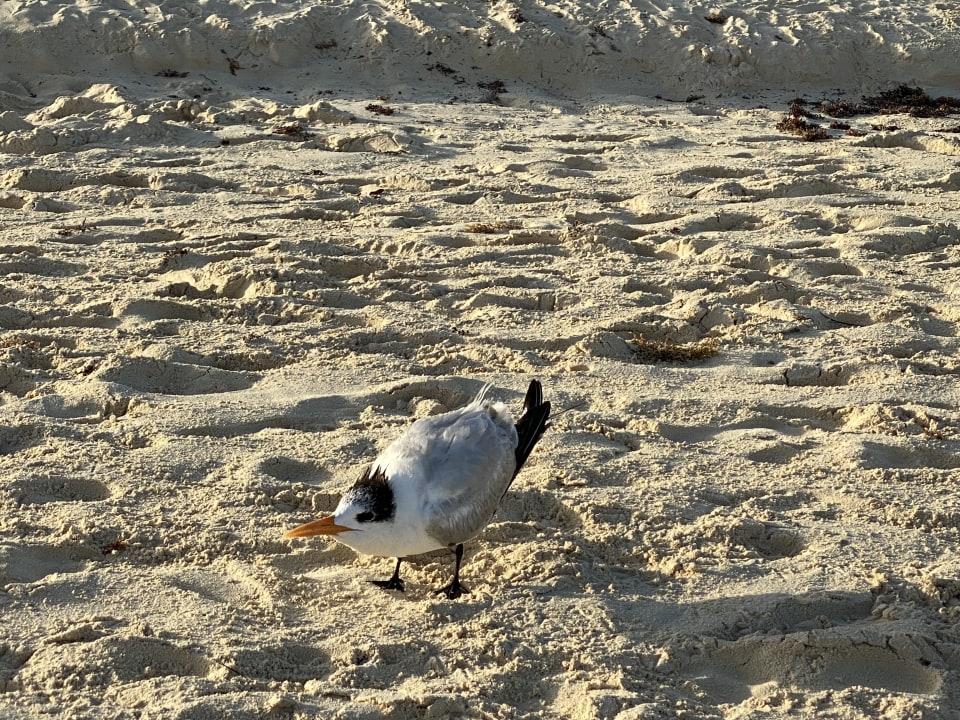 Strand Hotel Riu Lupita