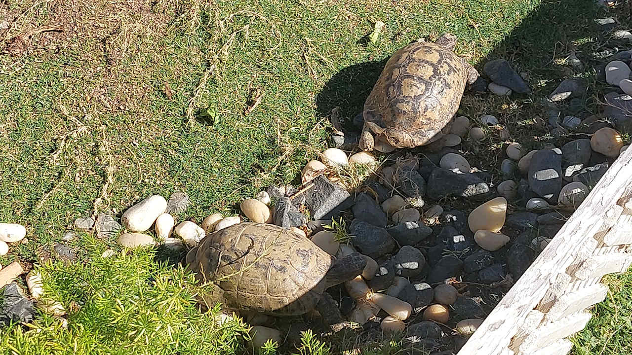 Sonstiges Steigenberger Coraya Beach - Adults only