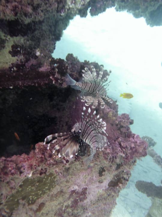 Strand Novotel Marsa Alam Beach Resort