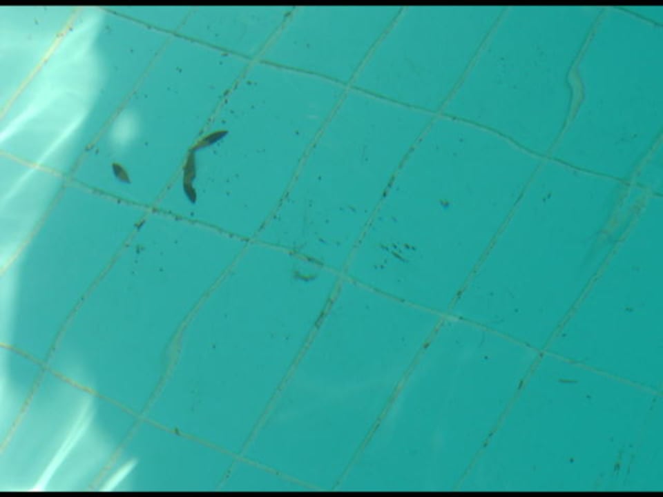 verdreckter mittlerer Pool Mitsis Rodos Village