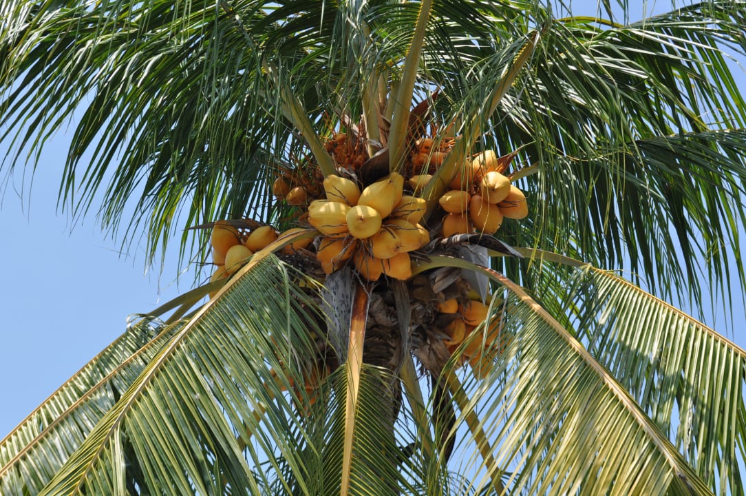 Gartenanlage Hotel Grand Luley Resort