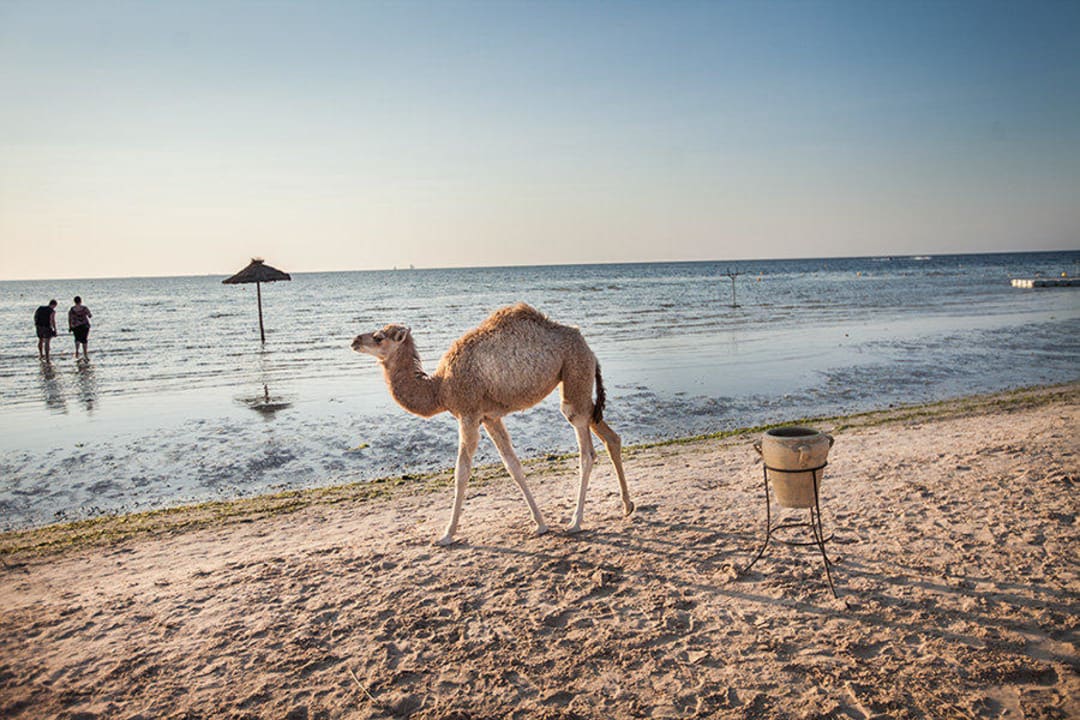 Kamel Hotel Rosa Beach