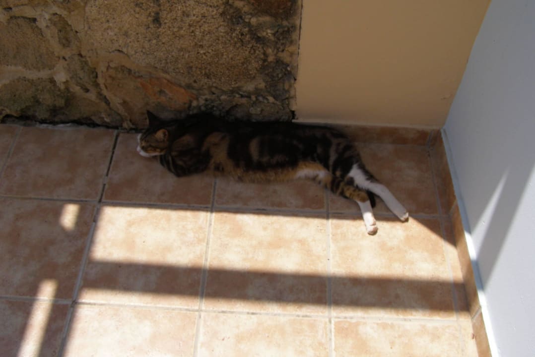 Die geplfegten Hotelkatzen als Schattengast Lindos Princess Beach Resort & Spa