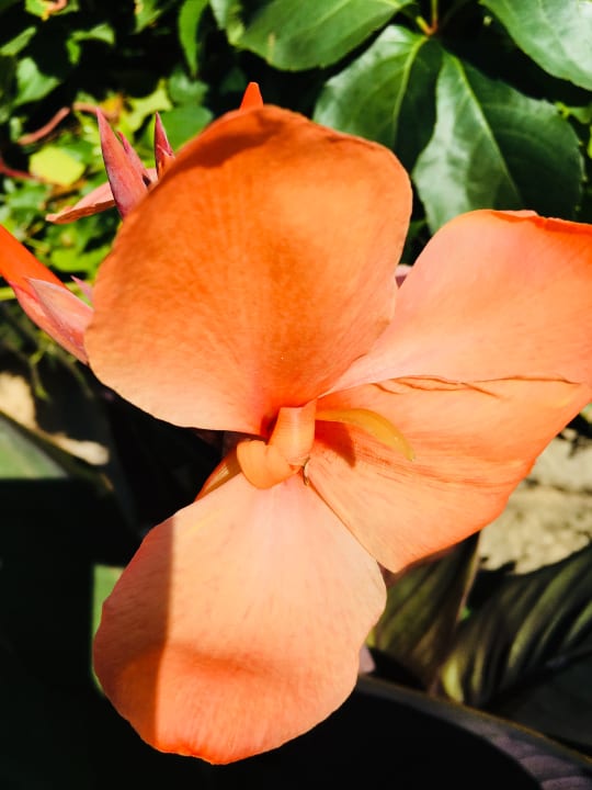 Gartenanlage Arum Barut Collection