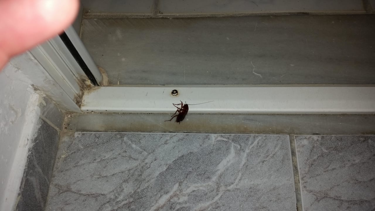 All Inklusiv mit Kakerlaken Ilios K Village Resort