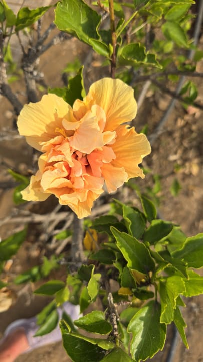 Außenansicht Hotel Riu Arecas - Adults only