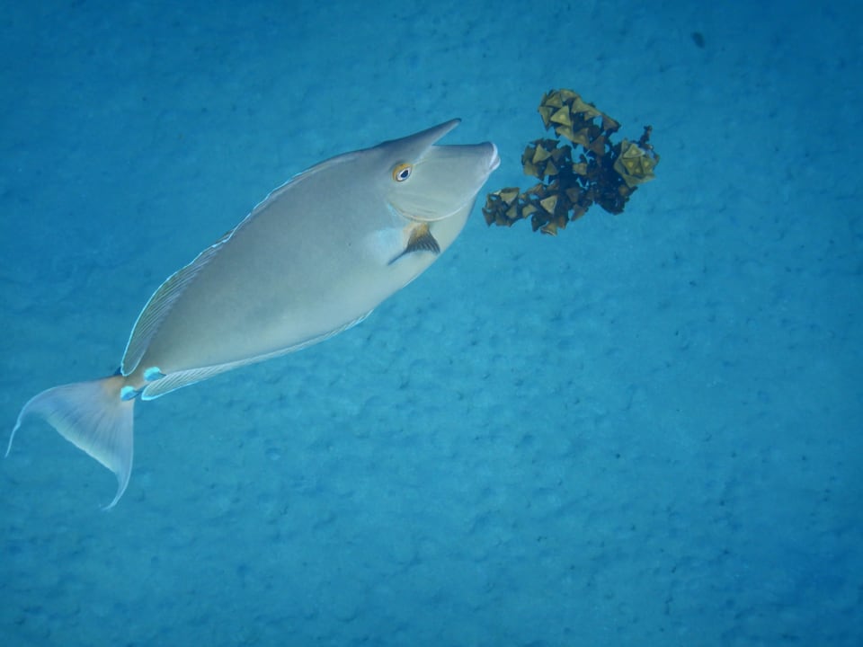 Sport & Freizeit Shams Alam Beach Resort