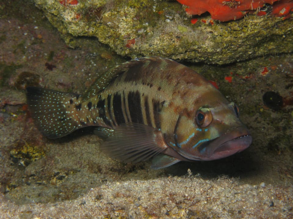 Tauchen ROBINSON ESQUINZO PLAYA