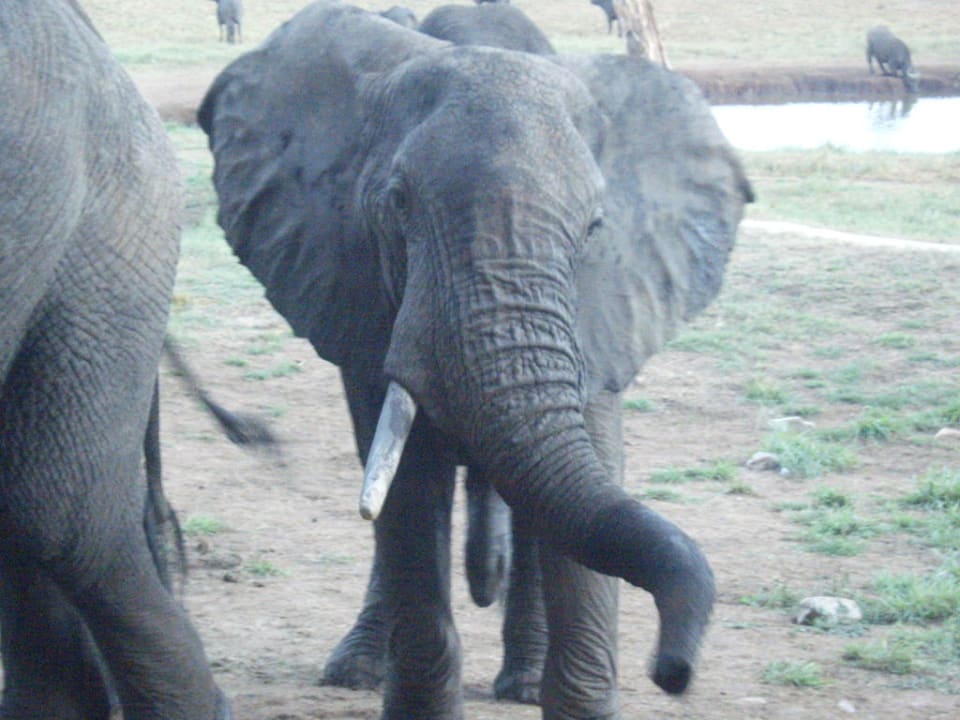 Elefanten Salt Lick Safari Lodge