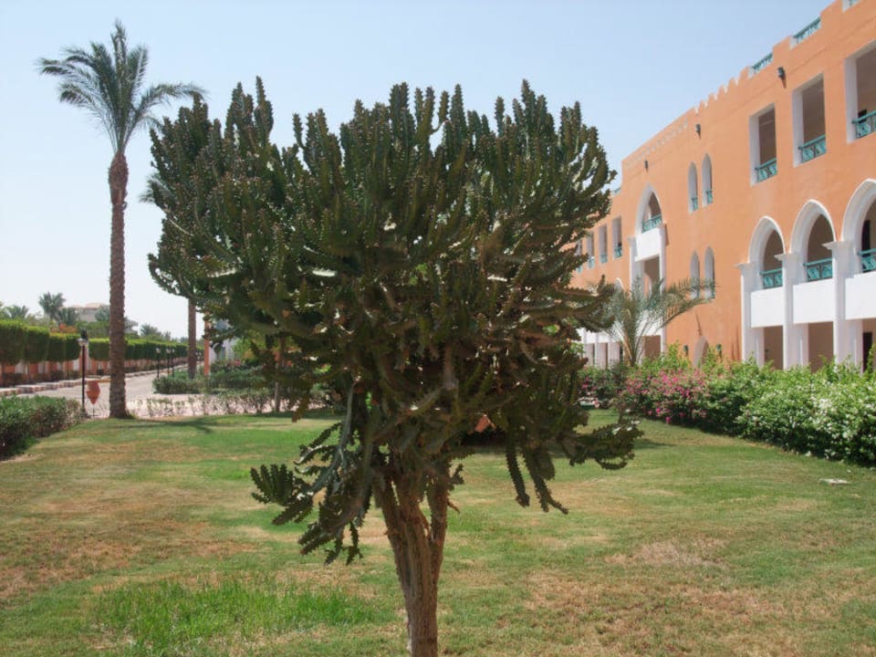 Ein Kaktus SUNRISE Garden Beach Resort