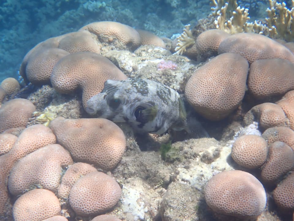 Sport & Freizeit Three Corners Equinox Beach Resort