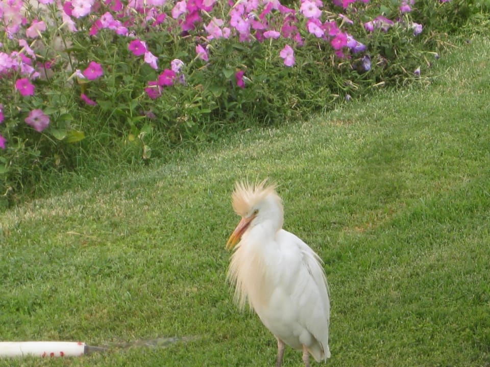 Мой друг! Beach Albatros Resort