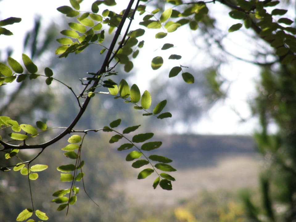 Akacje Norcenni Girasole Village