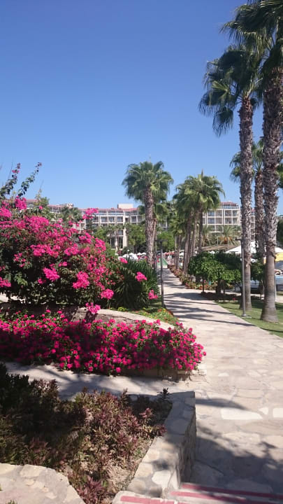 Garten Arum Barut Collection