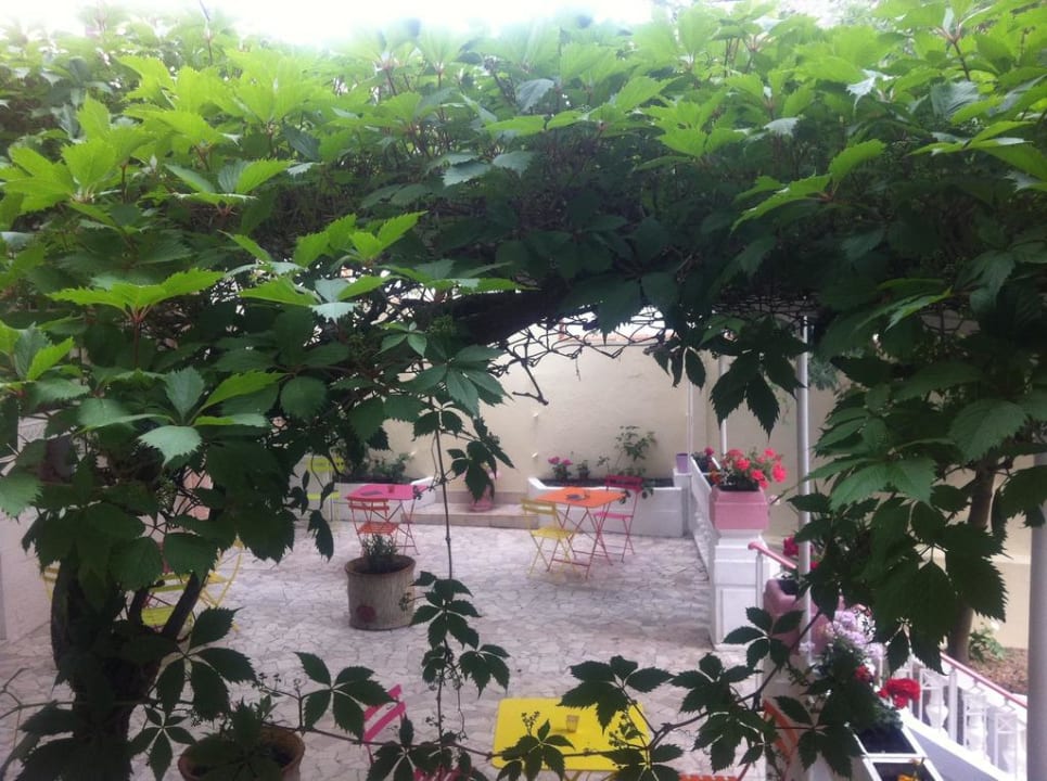 Vigne vierge Otelissim La Palmeraie