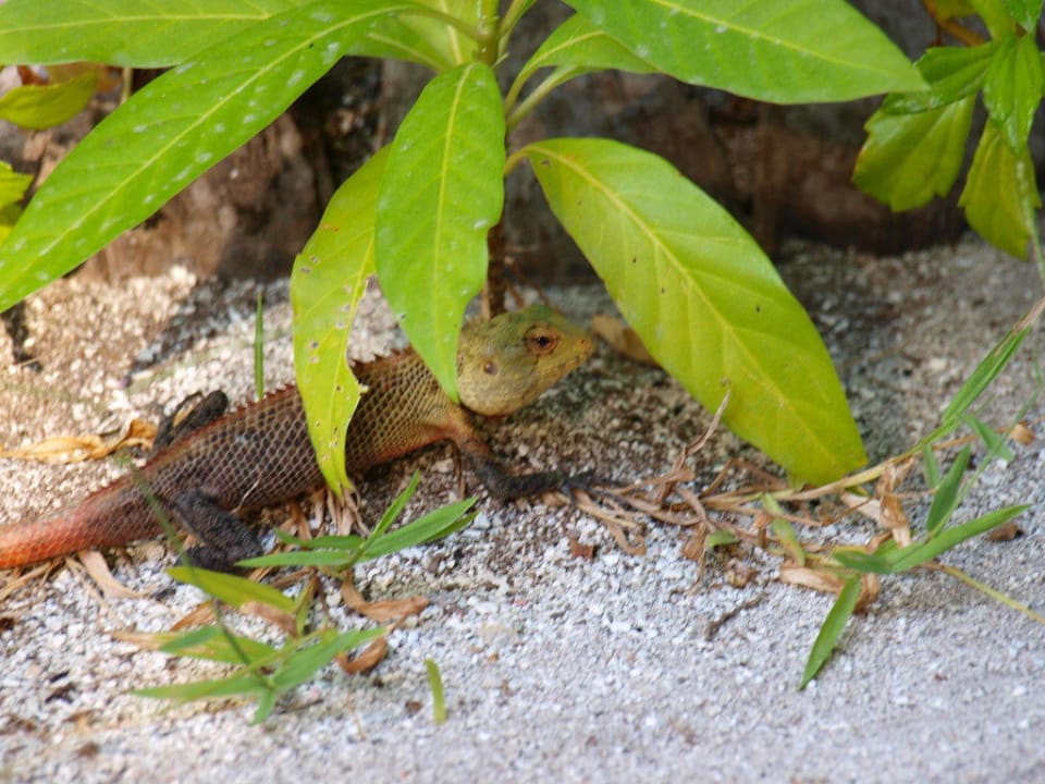 Gartenbewohner Vilamendhoo Island Resort & Spa