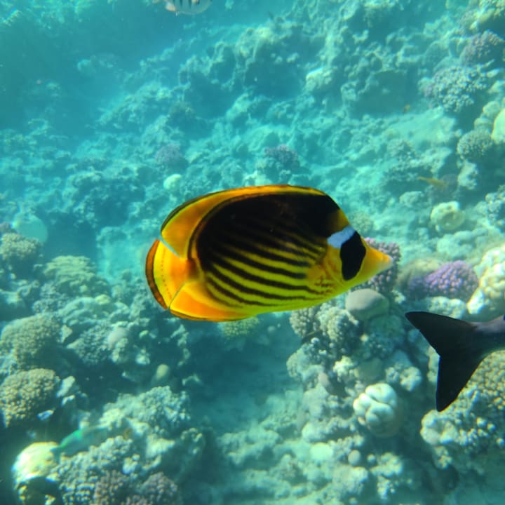 Ausblick Grand Makadi