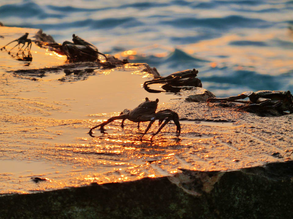Krabben Summer Island Maldives