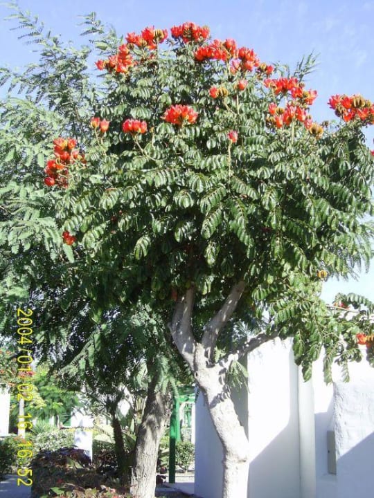 Blütenpracht in der Gartenanlage Bungalows Cordial Sandy Golf