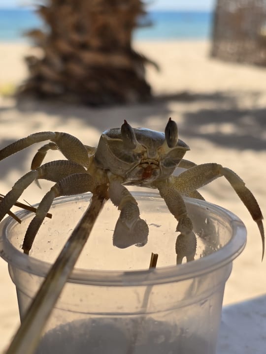 Strand Lotus Bay Beach Resort