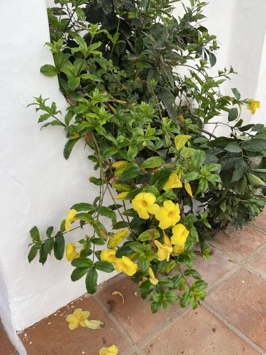 Gartenanlage Dreams Jardín Tropical