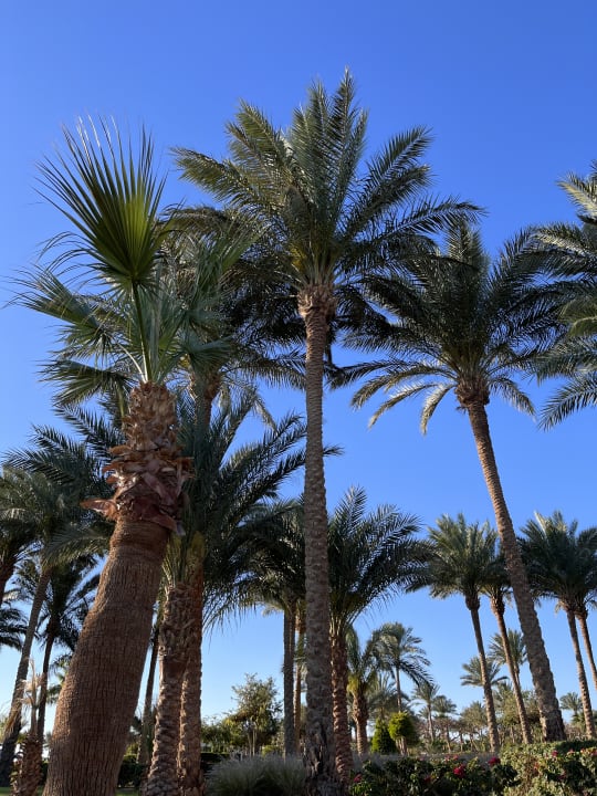 Gartenanlage Steigenberger ALDAU Beach Hotel