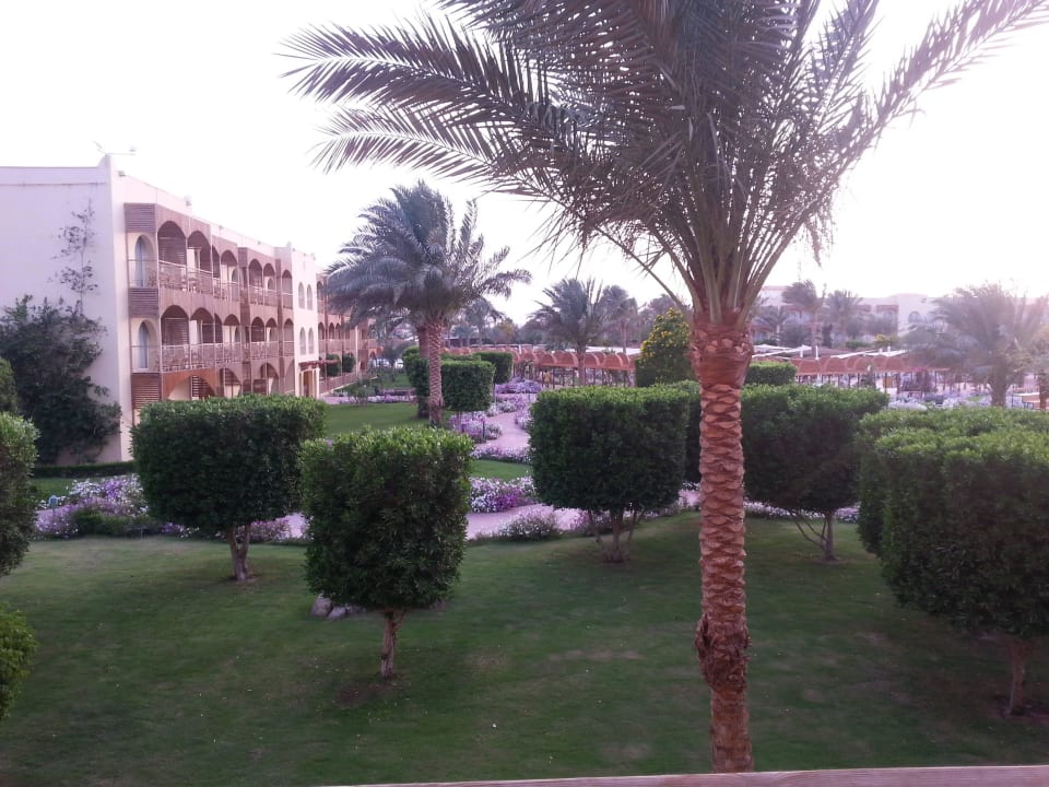 Blick aus meinem Zimmer Desert Rose