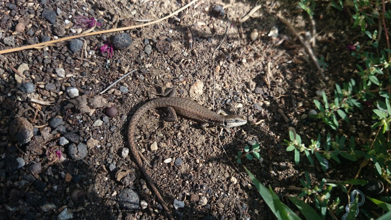 Kleiner Besucher am Pool Bella Resort & Spa