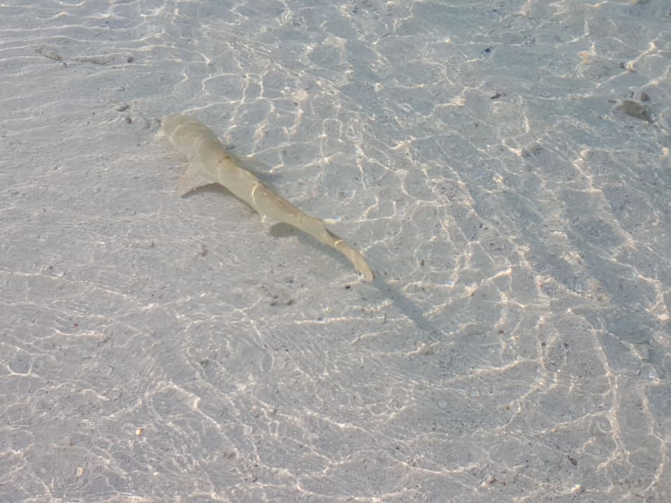 Riffhai Adaaran Select Meedhupparu Island Resort - Premium All Inclusive