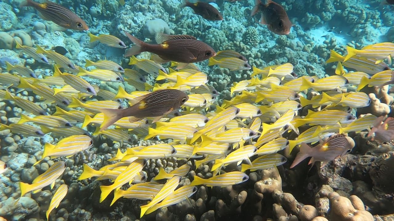 Sport & Freizeit NH Collection Maldives Reethi Resort