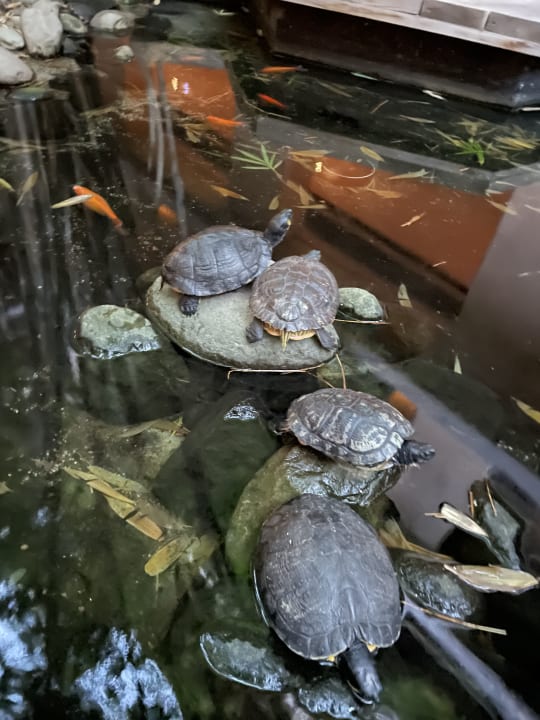 Gartenanlage Lopesan Baobab Resort
