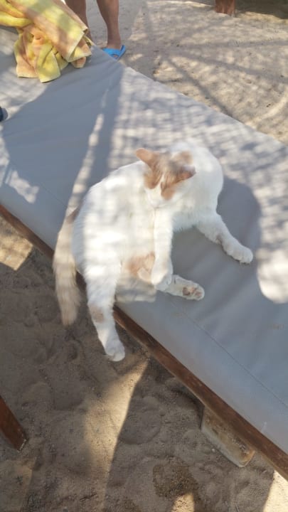 Sonstiges Sultan Bey Hotel, El Gouna