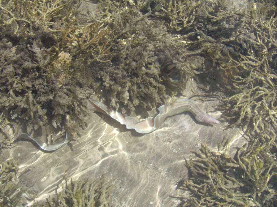 Fisch  Pickalbatros Alf Leila Wa Leila Resort - Neverland Hurghada