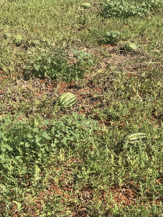 Gartenanlage allsun Hotel Carolina Mare