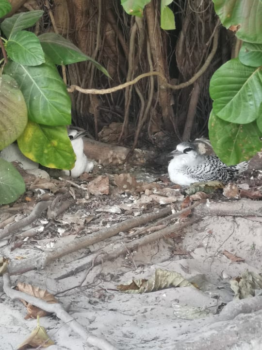 Gartenanlage Kuredu Island Resort & Spa