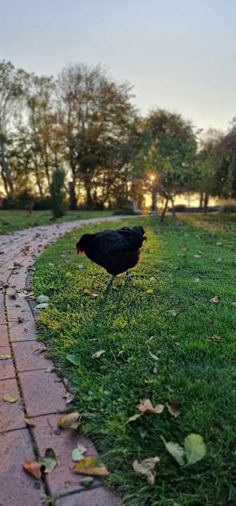 Gartenanlage Ferienhof Westerhörn