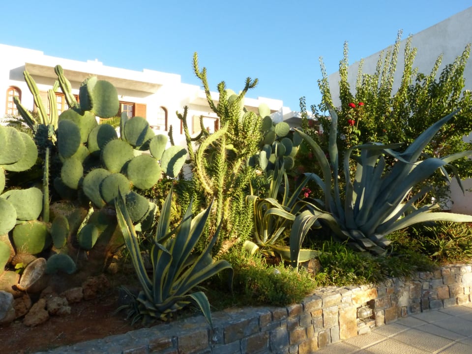 Kaktusgewächse Sentido Kyknos Beach Adults Only 16+