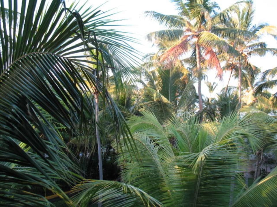 Aussicht vom Zimmer Vik Hotel Arena Blanca & Cayena Beach