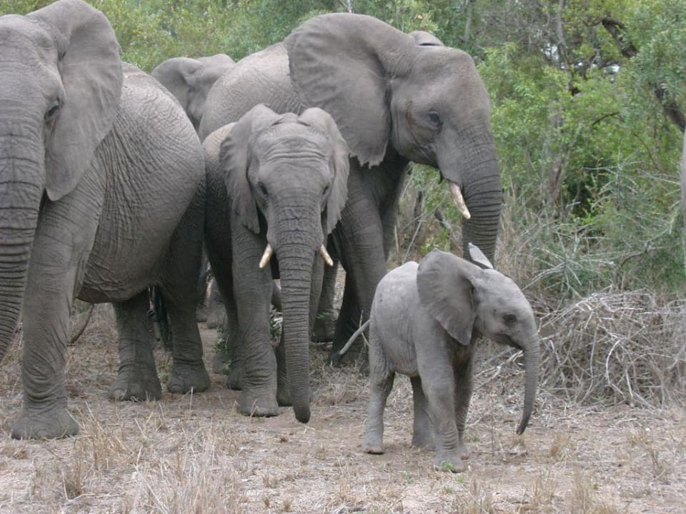 Elefantenherde in Ngala Hotel Ngala Game Reserve