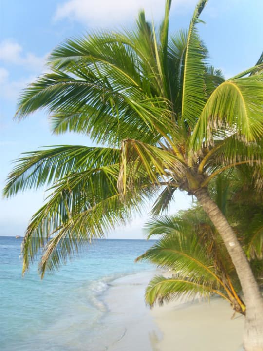 Strand mit Palme Adaaran Club Rannalhi - All Inclusive